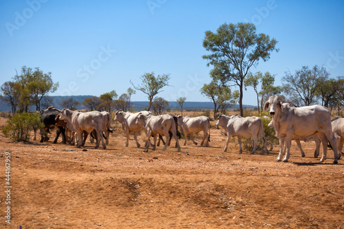 Droughtmaster cattle in outback Queensland, Australia