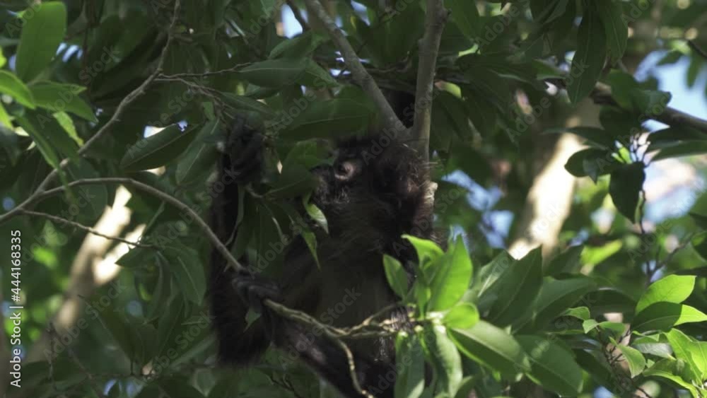 monkey eating in the trees