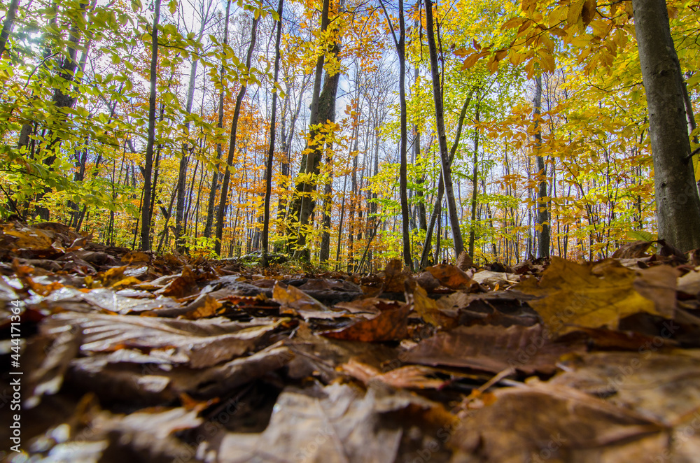 autumn in the forest autumn in the forest
