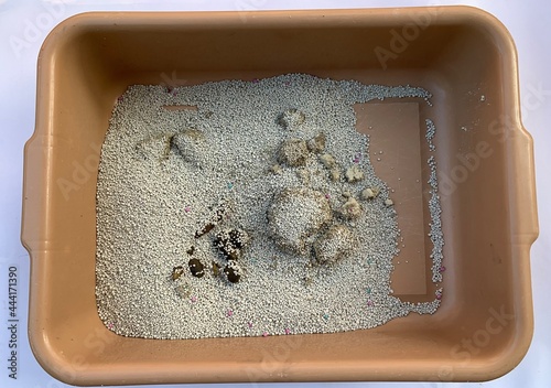 Closeup cat poo in the litter box.