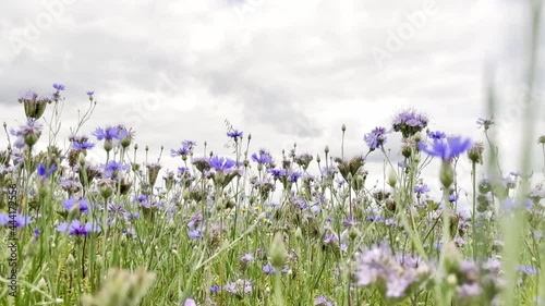 a beautiful field with purple flowers
