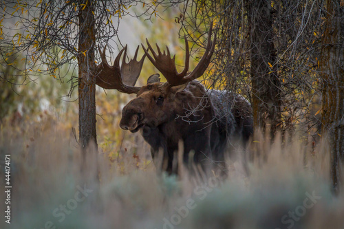 big shiras moose in the autumn trees