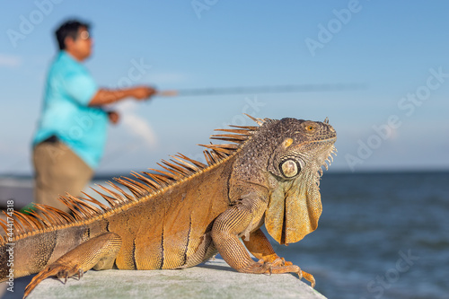 iguana on the beach in chetumal 