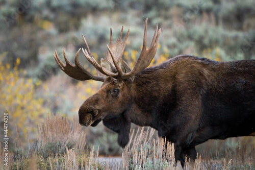 bull moose in fall rut