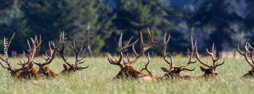 field of bull elk resting together photo