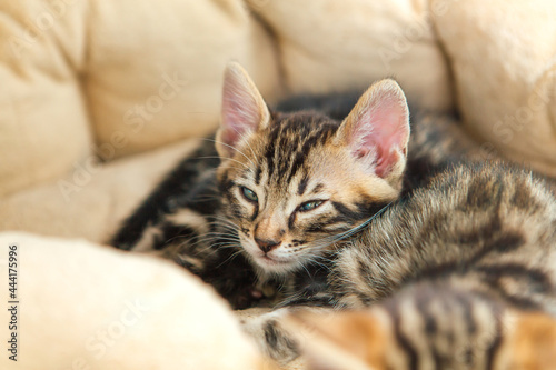Closee-up little bengal kitten on the cat's pillow © Smile