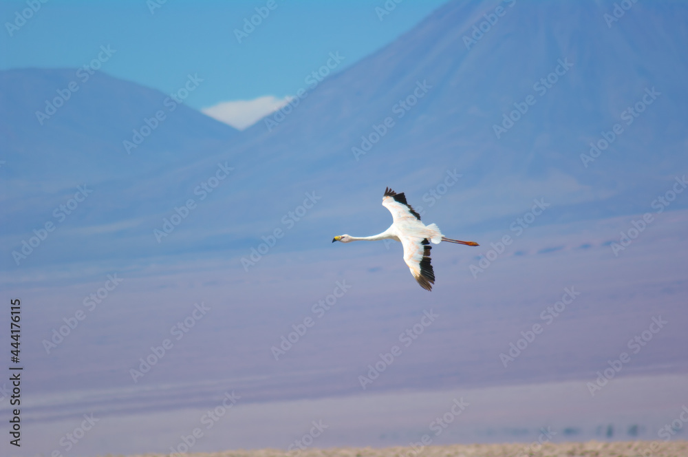 雄大なアンデスを背景に飛ぶフラミンゴ Stock Photo Adobe Stock