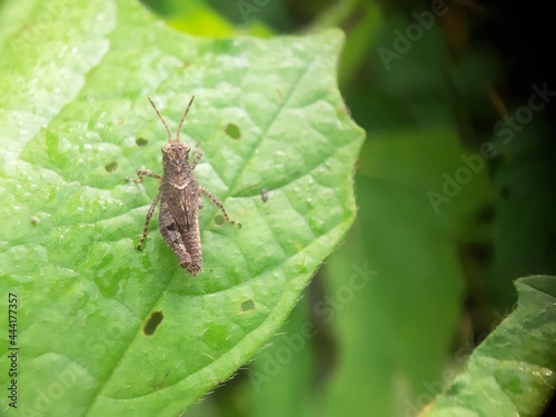 a small brown grasshopper on a hollow leaf