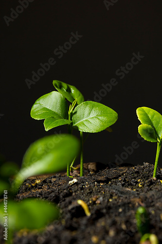 Green plant sprouts