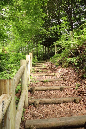 森の中の遊歩道