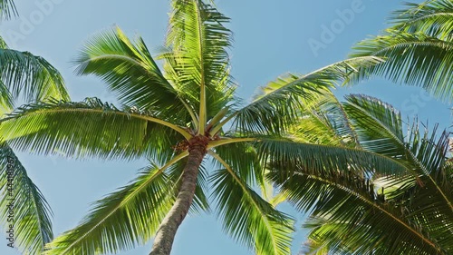 Wallpaper Mural Blue summer sunny sky, nature tropical palms Island. Caribbean, Hawaii beach 4K Torontodigital.ca