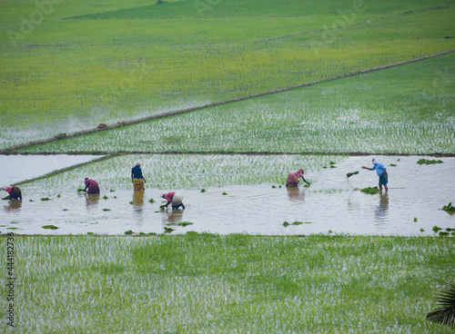 Obraz na plátne A group of Indian farmers harvesting rice from a field the picture was taken fro