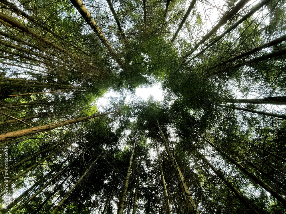 Fototapeta premium High trees in the forest, wood, bottom view