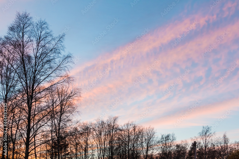 A trees with bare branches on the background of the beautiful cloudy sky at sunset A trees with bare branches on the background of the beautiful cloudy sky at sunset