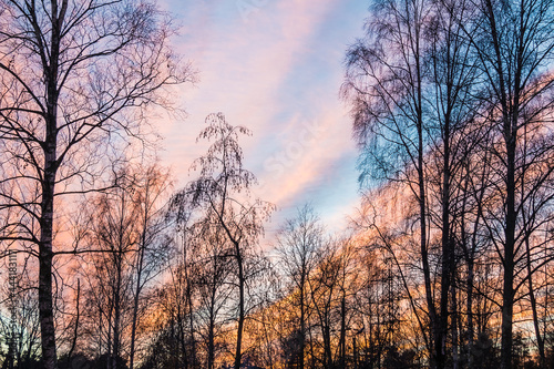 A trees with bare branches on the background of the beautiful cloudy sky at sunset