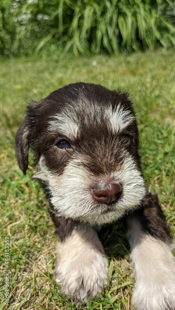 Three week old miniature schnauzer puppies. Three week old miniature schnauzer puppies.
