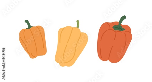 Set of sweet bell peppers. Fresh whole vegetables of different color. Raw natural food. Healthy ripe veggies. Flat vector illustration isolated on white background