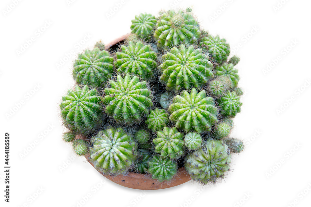 Top view of plenty of spiny cactus in the ceramic pot, focus selective Top view of plenty of spiny cactus in the ceramic pot, focus selective
