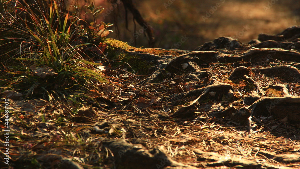 Obraz premium Intensive root system in the forest.