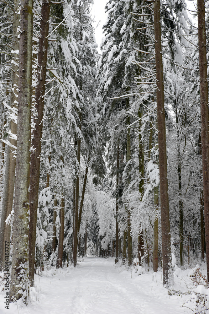 chemin enneigé dans une forêt en hiver - Suisse