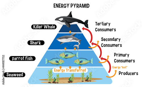 Diagram showing Arctic energy pyramid for education