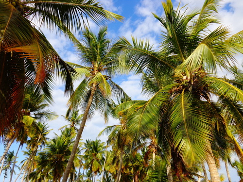 coconut palm trees on the caribbean coast