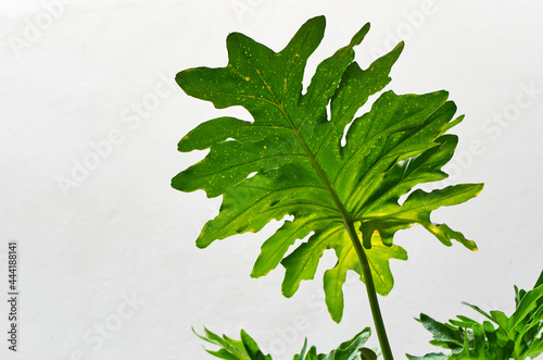 The big green leaves on white background photo