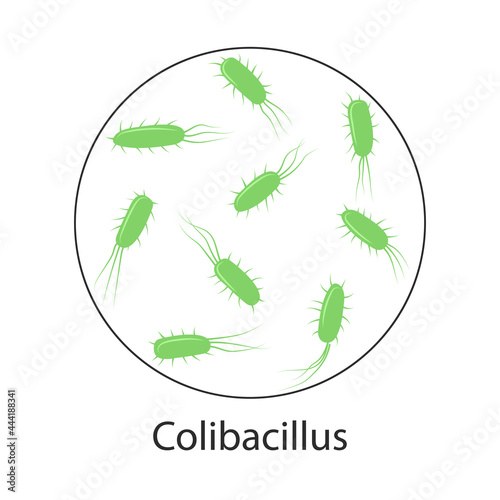 Escherichia coli blood poisoning bacterium. Vector illustration