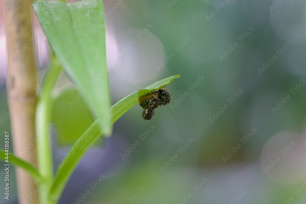 Larva pest Scarlet lily beetle eating leaves Larva pest Scarlet lily beetle eating leaves
