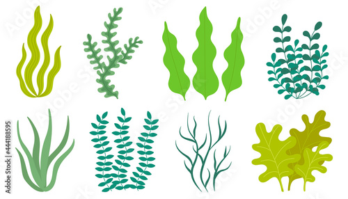 set of algae in a simple style. vector illustration in cartoon style photo