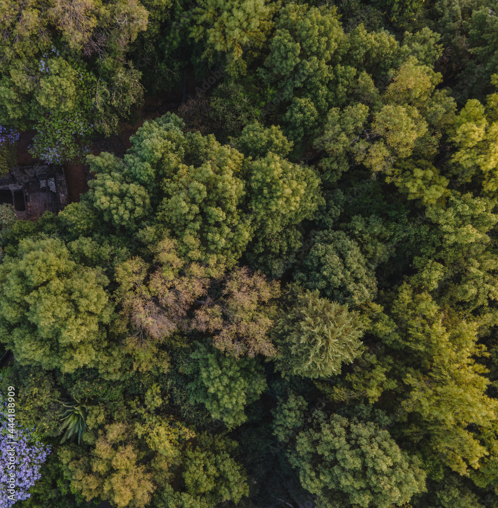Naklejka premium Bosque y árboles en cenital