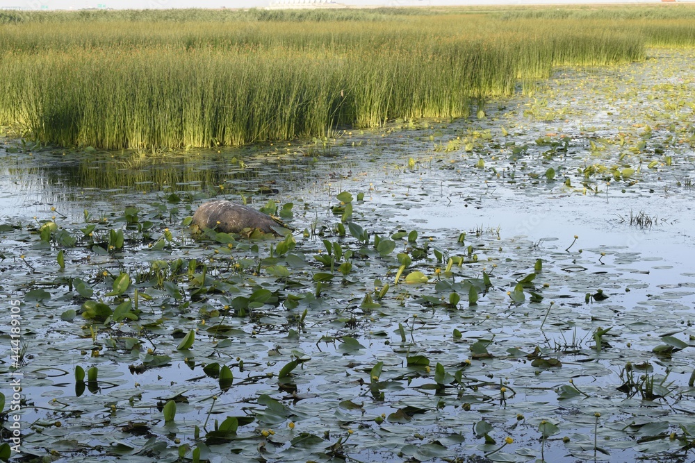 Fototapeta premium flowers growing in the water, reeds, lake