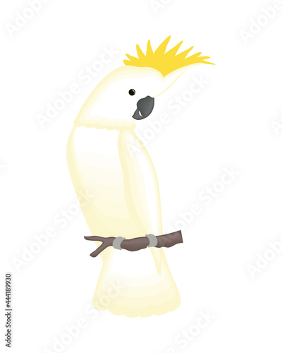 Cute cockatoo cartoon