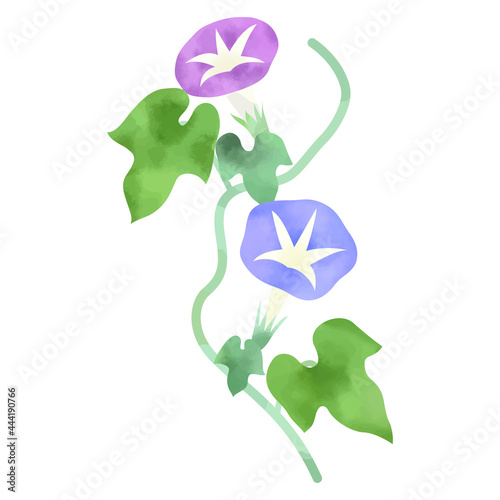 Watercolor style illustration of Morning glory (white background, vector, cut out)