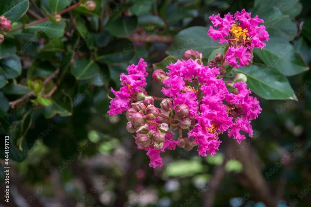 Colorful Crepe  myrtles dark pink flowers