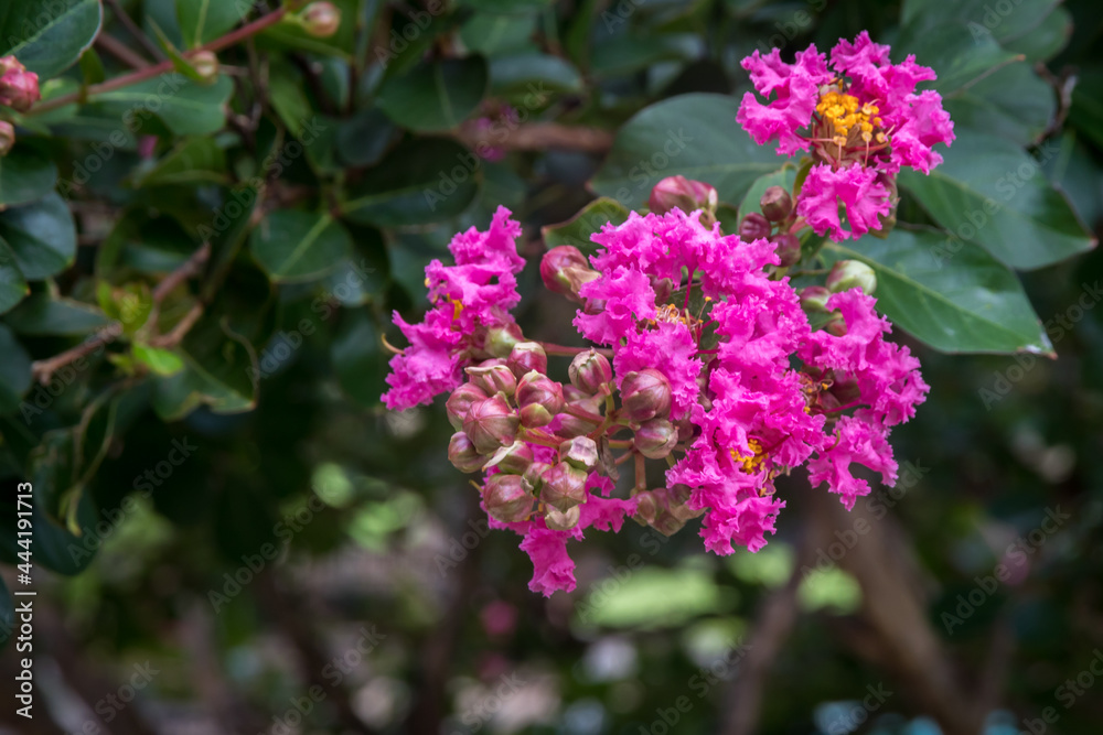 Colorful Crepe myrtles dark pink flowers Colorful Crepe myrtles dark pink flowers