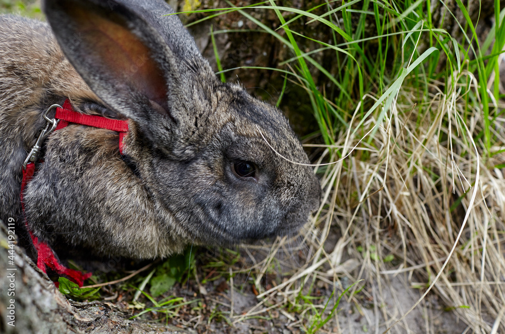 Fototapeta premium Big rabbit in forest. Lovely and lively bunny in nature