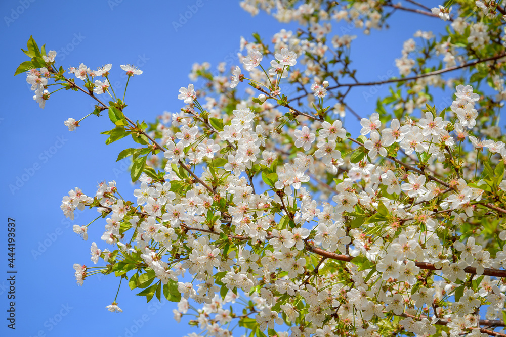 Cherry tree spring blooming in Elista