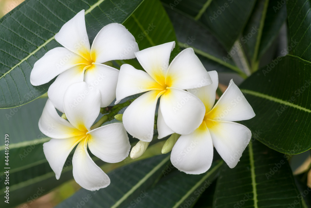 close-up image of leelawadee flowers