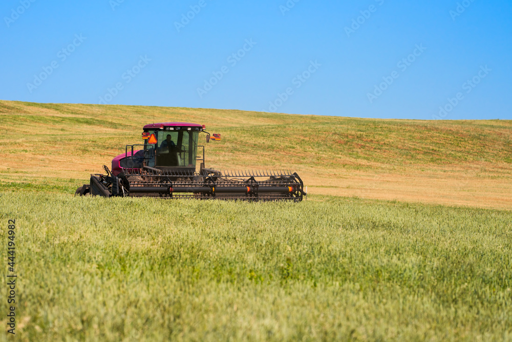 Fototapeta premium A tractor with a front reaper mows wheat in a field under wheat hay. Copy space.