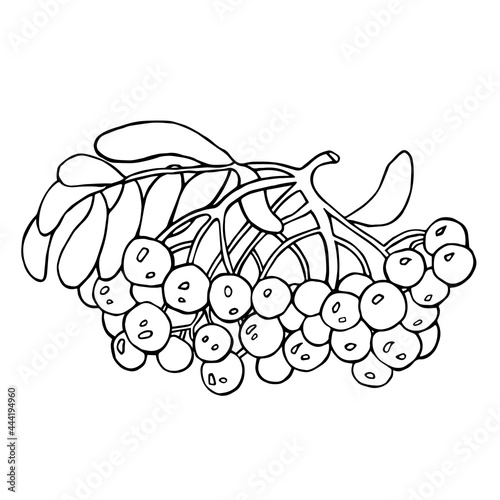 Black-white drawing of a rowan branch.Vector picture.
