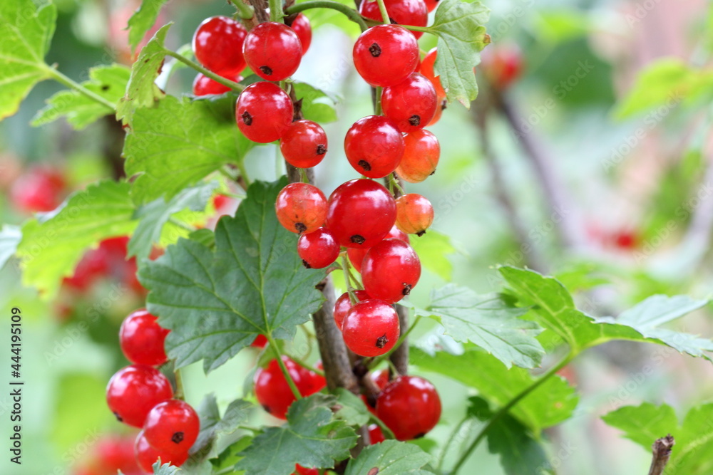 red currants on a bush red currants on a bush