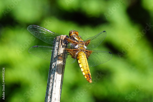 Female Libellula depressa, the broad-bodied chaser or broad-bodied darter of the family Libellulidae. On a stick with a faded yew hedge in the background. Dutch garden, July. photo