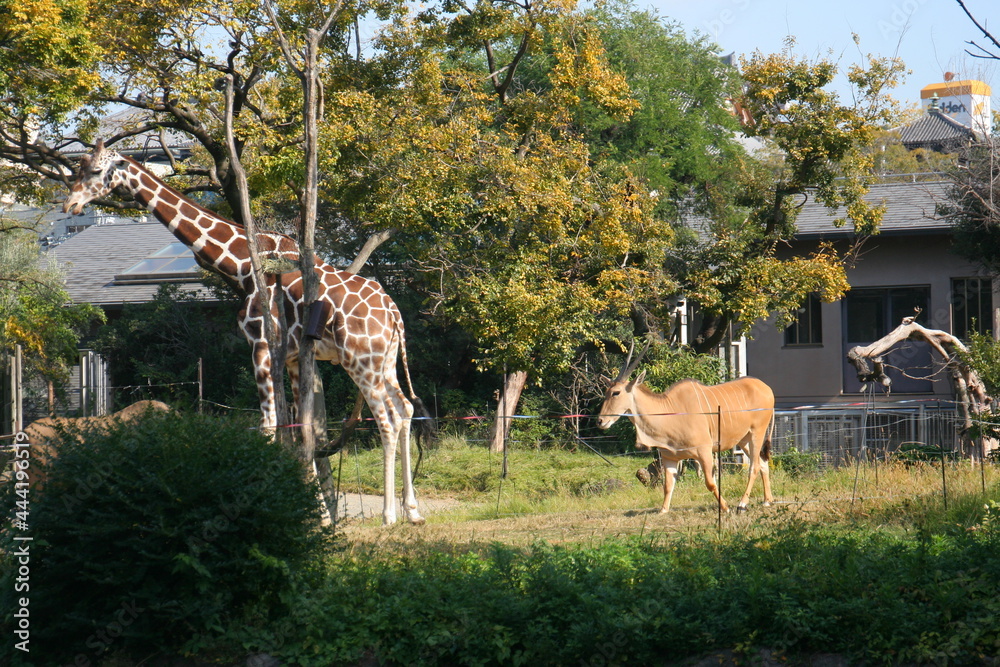 Naklejka premium 日本一楽しい 天王寺動物園