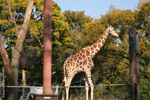 Obraz w ramie 日本一楽しい 天王寺動物園