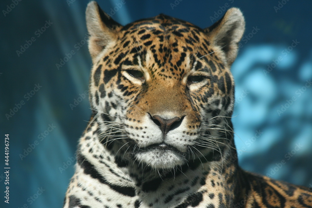 Naklejka premium 日本一楽しい 天王寺動物園