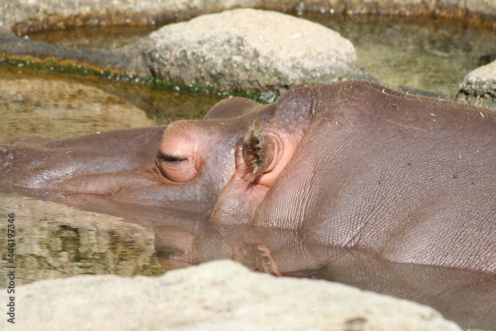 Fototapeta premium 日本一楽しい 天王寺動物園