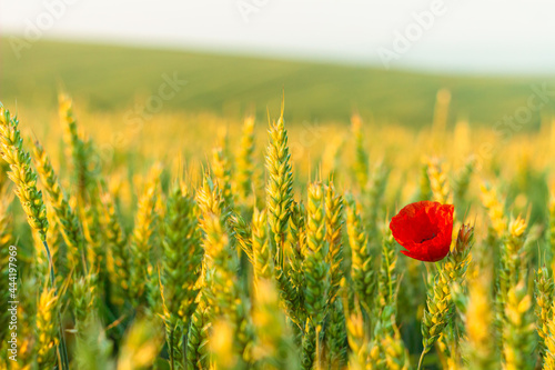 Field of wheat and a poppy flower on summer morning. Ripe wheat ears on the field. Agriculture background