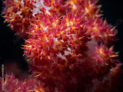 Soft Coral Close-Up  Stachelige Weichkoralle  Stereonephthya sp 