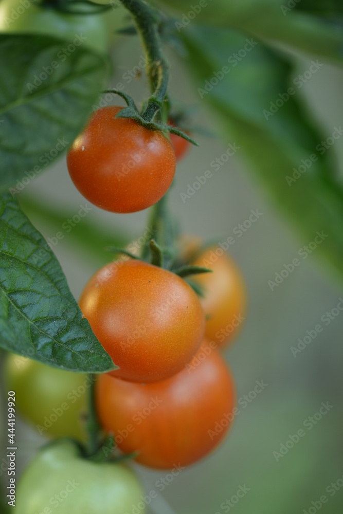 Small red tomatoes growing in greenhouse.